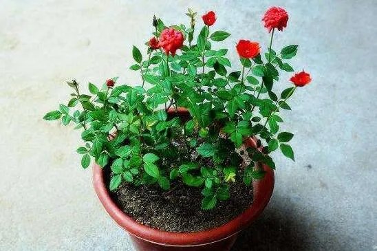 美国国花是什么