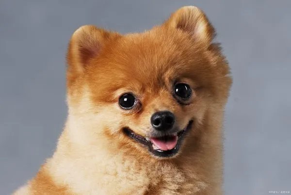 俊介是此前在网上很红的一只日本狗狗，萌犬俊介是什么品种？