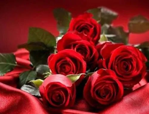 15朵玫瑰花代表什么意思 送玫瑰花要送几朵好