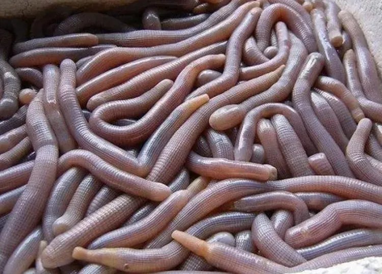 沙虫的功效与作用