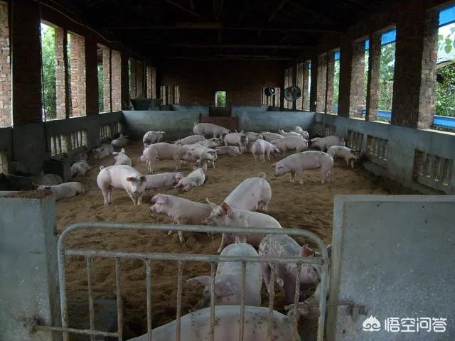 郑州又现非洲猪瘟,对此你怎么看?