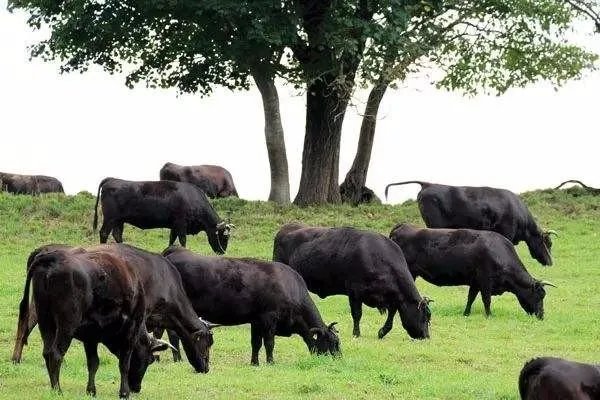 在印度牛被视为圣物不可以吃牛肉，最后牛是怎么处理的？