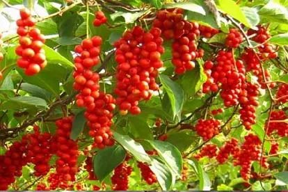 五味子是什么样的图片