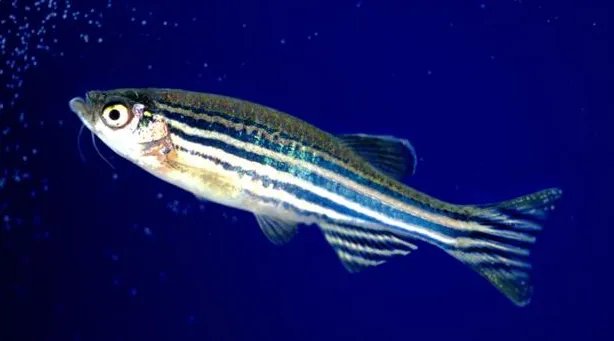 热带鱼品种推荐 热带鱼图片欣赏