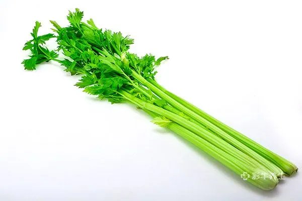 泡沫箱种菜有毒吗