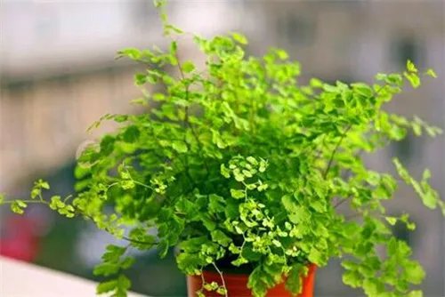 绿色植物的作用有哪些  绿色植物的四大作用