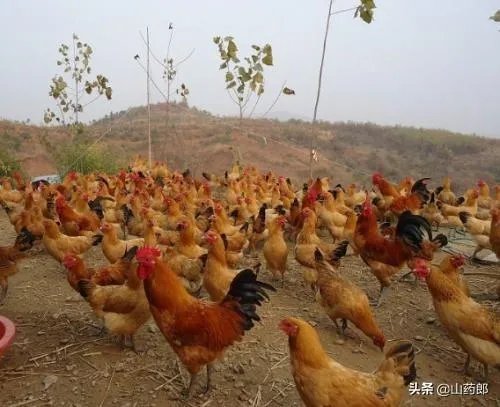 我想回家养鸡,但找不到销路怎么办?