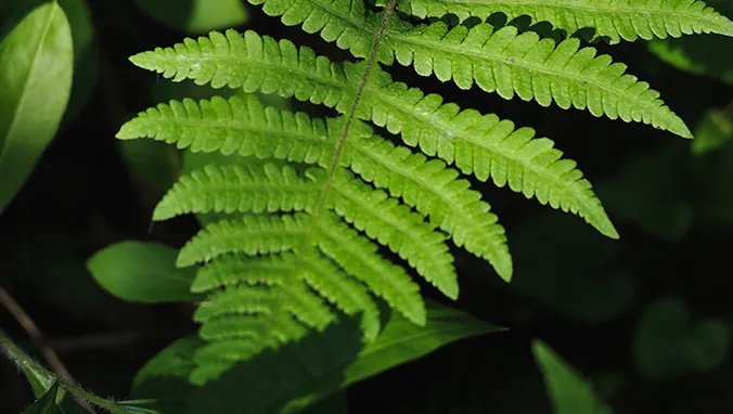 败酱草的功效与作用