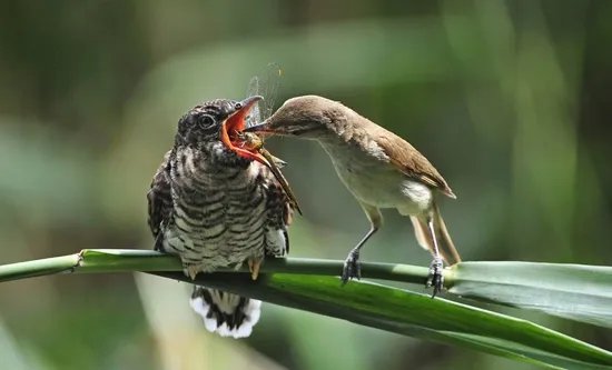 杜鹃啼血的典故