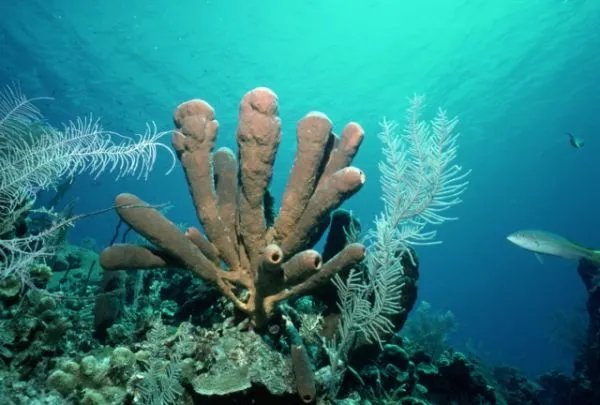 为什么潜水时不能触摸海洋生物?