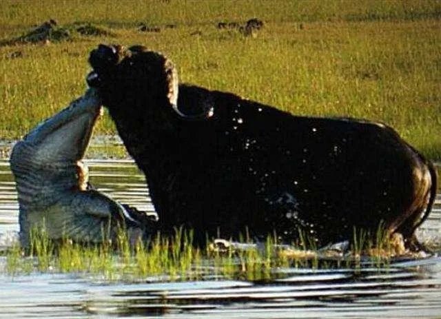 豹子为什么敢吃鳄鱼