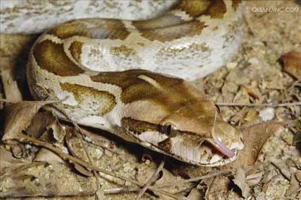 世界上最大的十种蛇，地毯蟒上榜，第一重量达250公斤