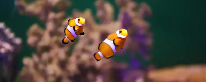 小型观赏鱼种类 小型观赏鱼种类有什么