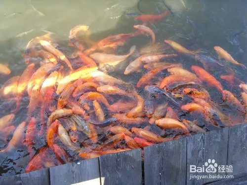 浙江桃花岛有什么好玩的