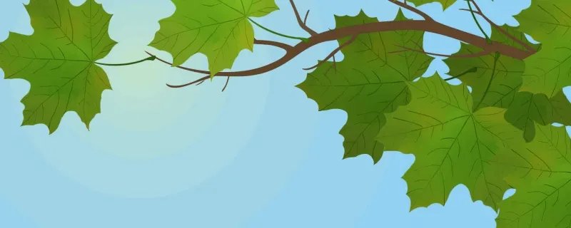 树叶的形状为什么是各种各样的 树叶有哪些不同的形状