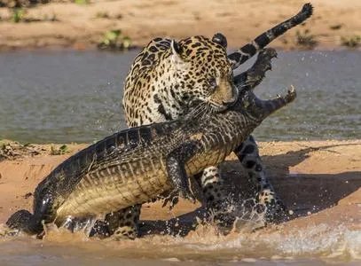 豹子为什么敢吃鳄鱼