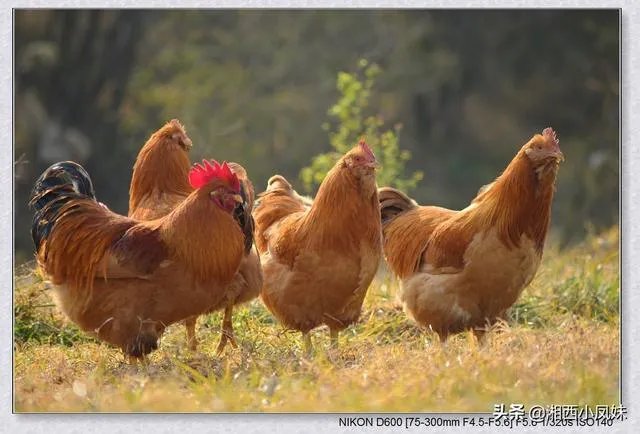 我想回家养鸡,但找不到销路怎么办?