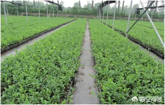 什么价格能买到真的良种油茶苗？