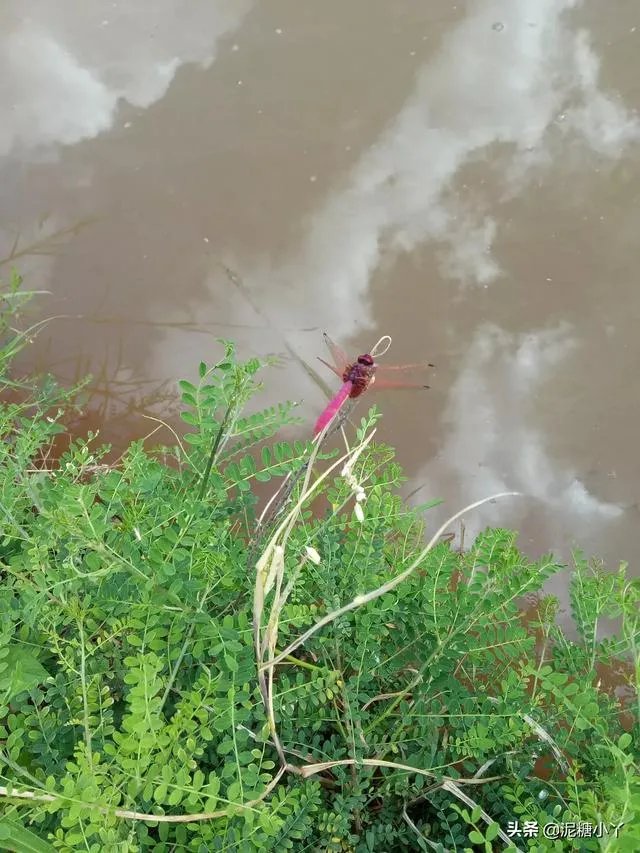 鱼塘随便放三四条小鲫鱼能繁殖越来越多吗？