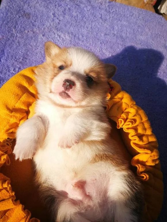 柯基5个月一天能跑多少公里