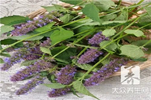 藿香有什么作用？