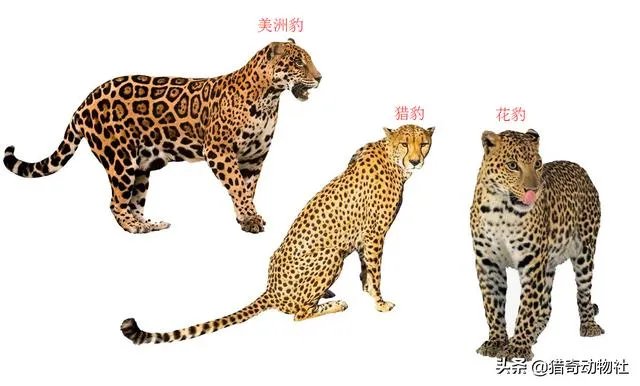 豹子为什么敢吃鳄鱼