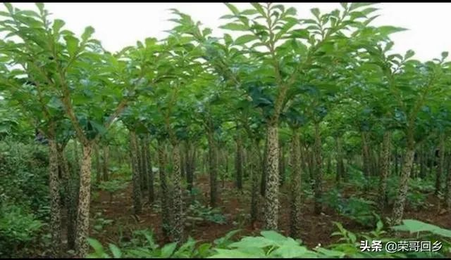 请大家帮忙一下,现在魔芋种子偏贵,现在种植魔芋的市场前景如何?