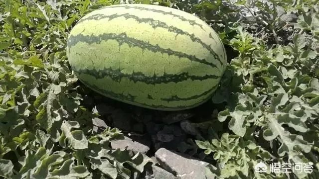 石头瓜是什么瓜?如何种植石头瓜?