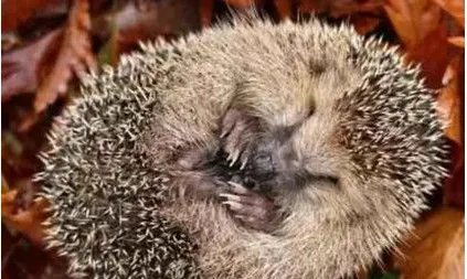 动物为什么要冬眠？动物冬眠的原因有哪些?