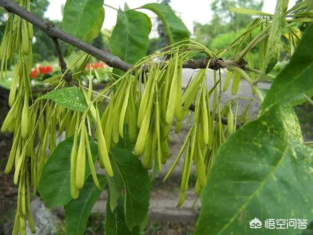 怎样区别白蜡和复叶槭？