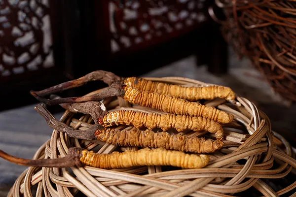 冬虫夏草有何作用