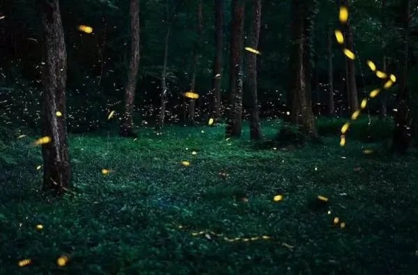 萤火虫在发光的同时也在发热吗？