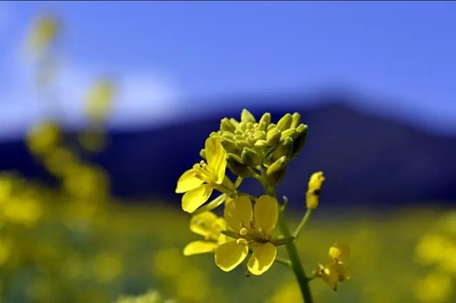 青海门源你去过吗？