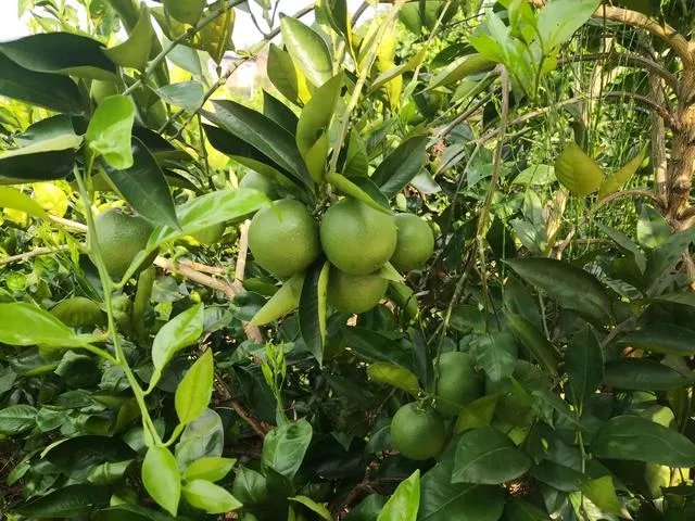 国内的农产品交易平台哪个好？