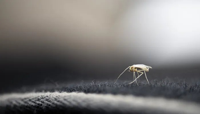 世界上最大的蚊子 世界上最大的蚊子叫什么