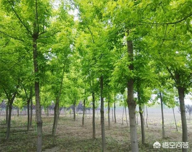 怎样区别白蜡和复叶槭？