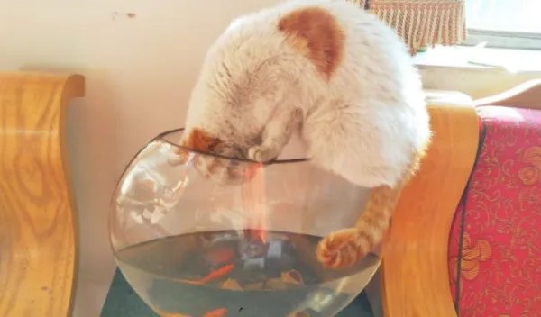 人吃鱼时总是小心翼翼,为什么猫却可以大口吞吃?