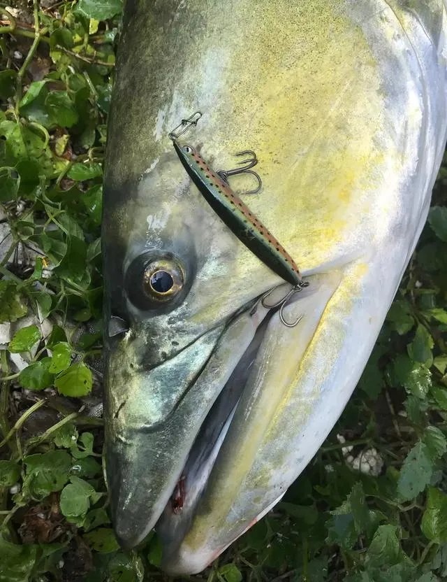 谁可以分享一下路亚钓鱼技巧？