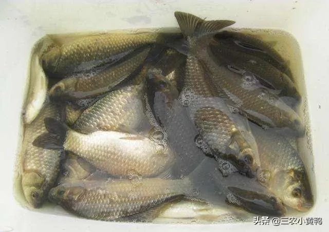 鱼塘随便放三四条小鲫鱼能繁殖越来越多吗？