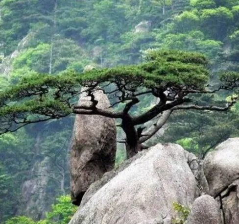 黄山奇石有哪些？