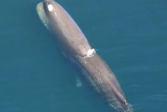 在澳大利亚南端一海滩上，有14头抹香鲸搁浅后死亡，你对该动物有何了解？
