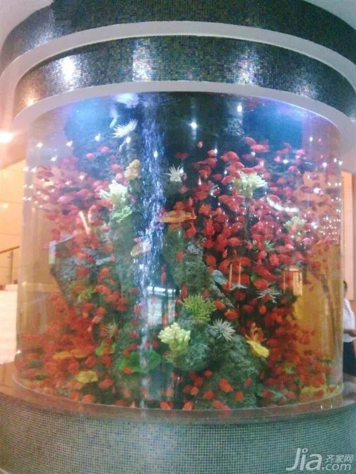 红鹦鹉鱼的招财风水 红鹦鹉鱼的饲养和价格