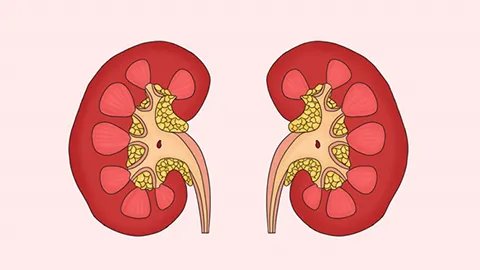 六味地黄丸能治阳痿吗