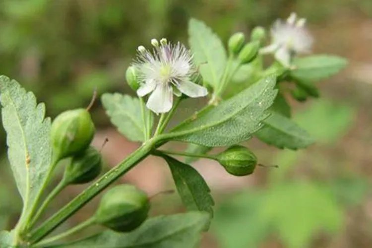 冰糖草图片大全