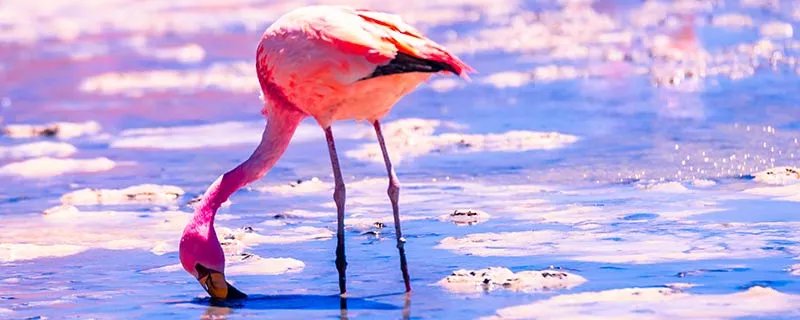 火烈鸟的羽毛为什么是红色的
