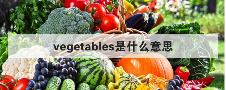 vegetables是什么意思