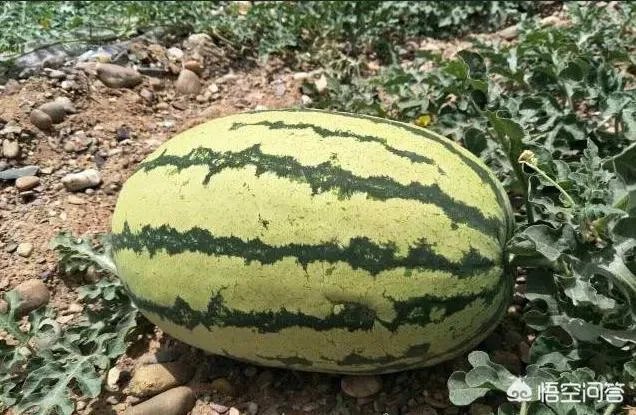 石头瓜是什么瓜?如何种植石头瓜?