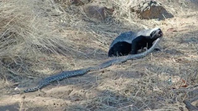 平头哥蜜獾到底有多强大？