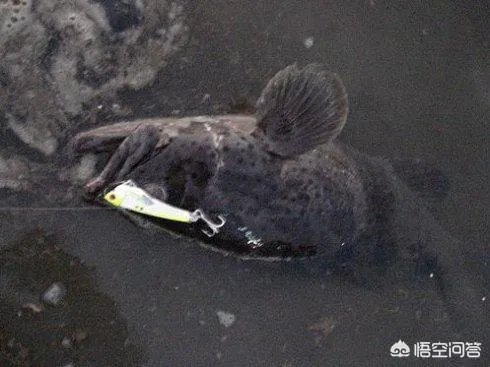 海中钓鱼用什么饵？