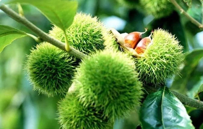 板栗树怎么种植才好 教你4个小技巧